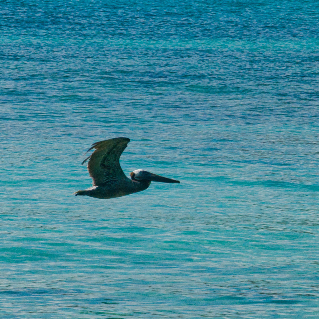 Pelican