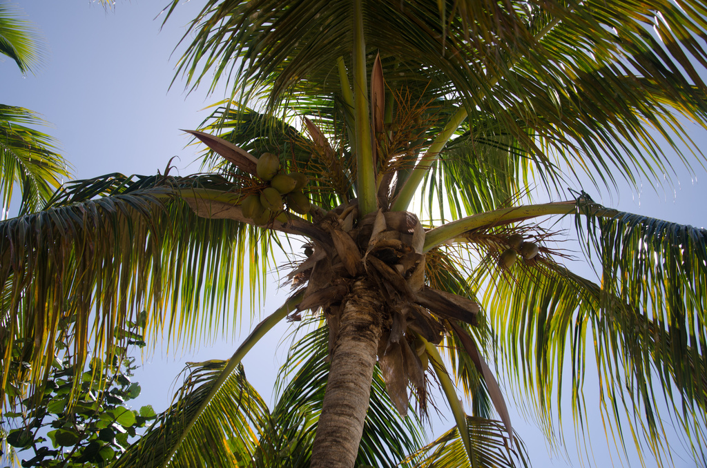 Palm