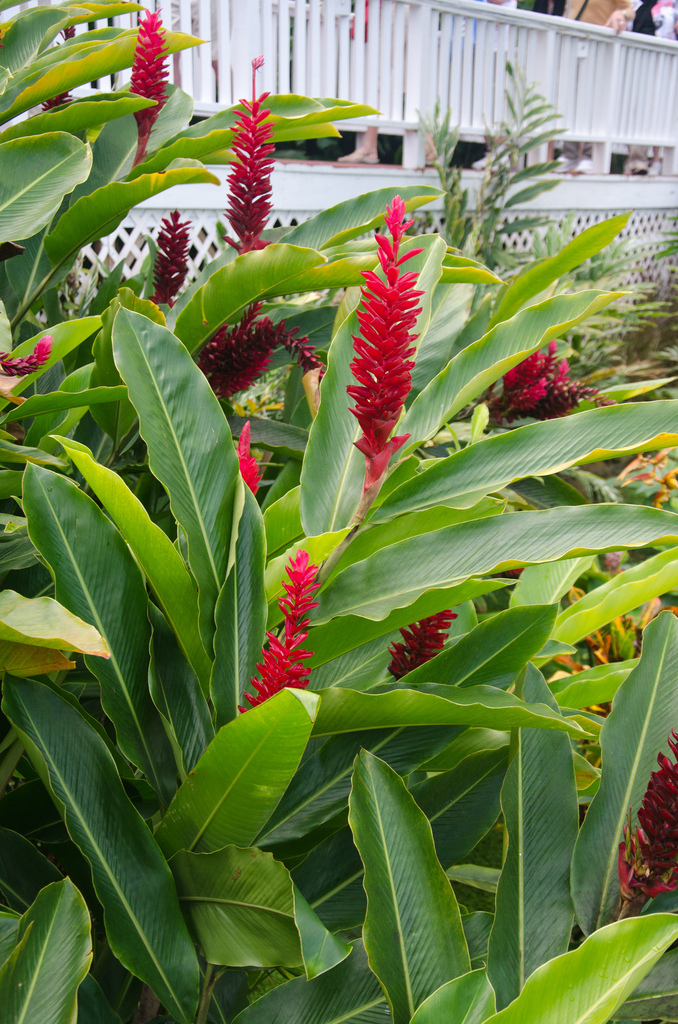 Flowers Flowers