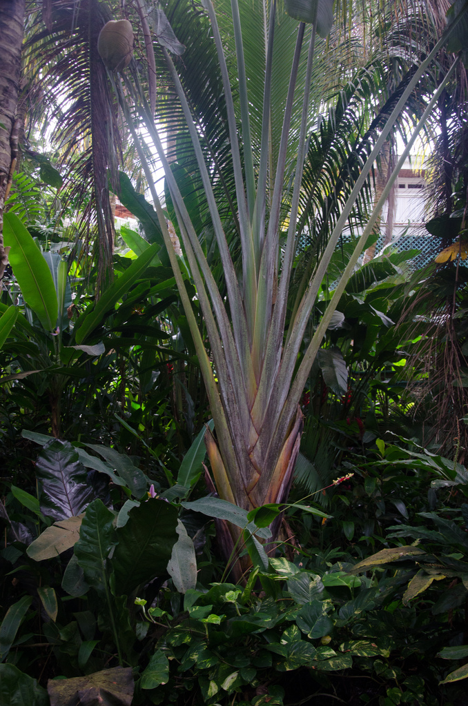 Fan palm Fan palm