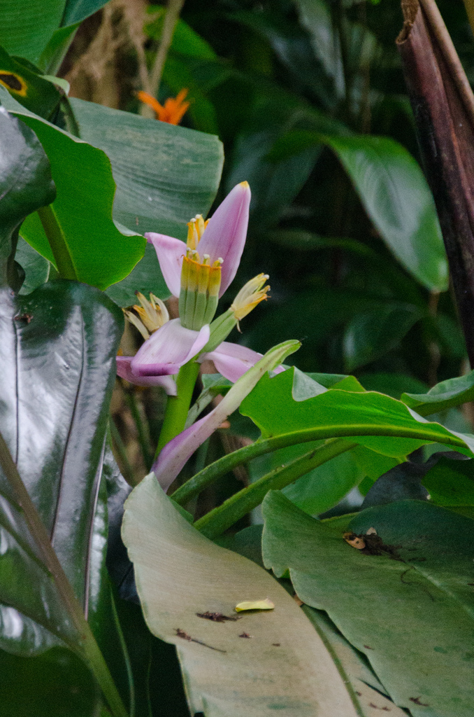 Flowers Flowers