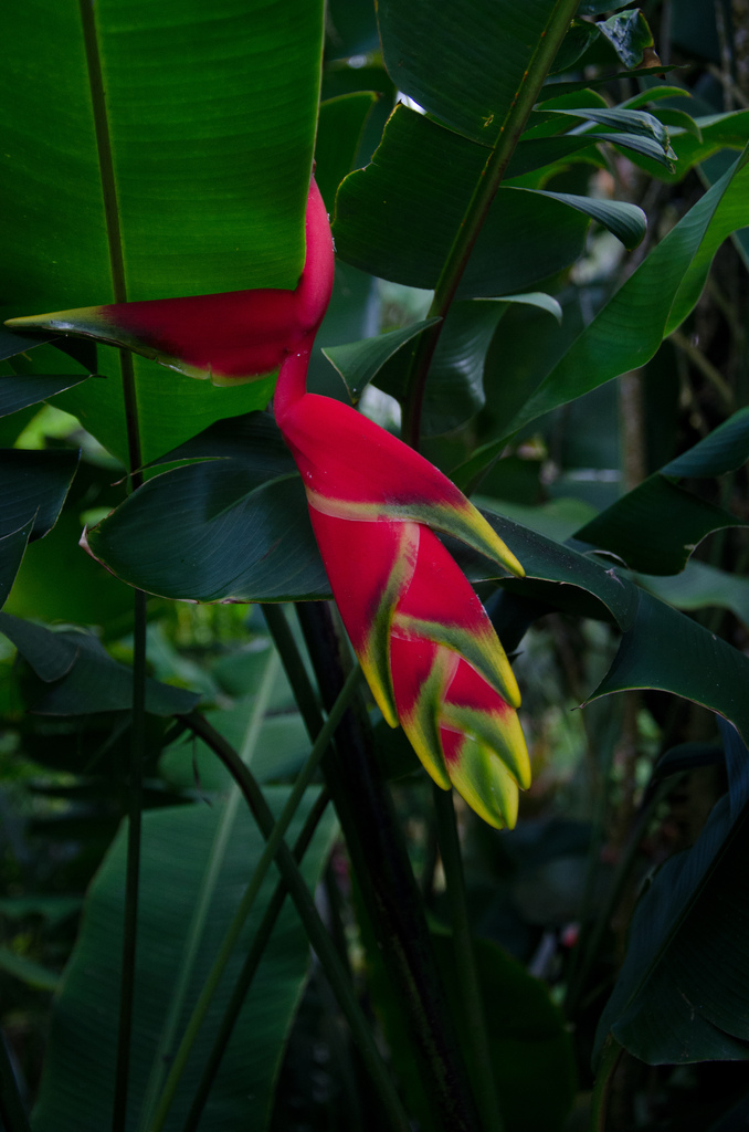Flowers Flowers