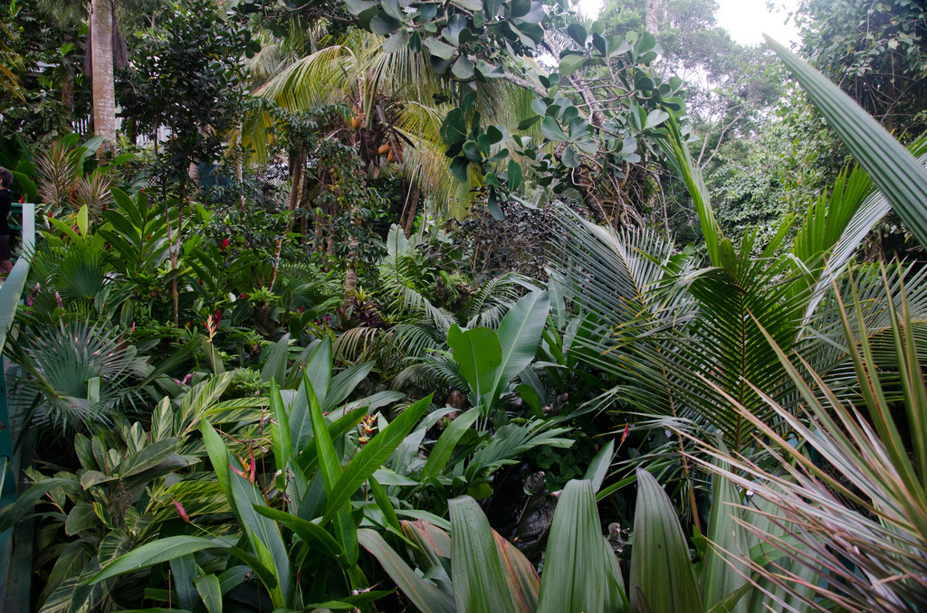 Jungle