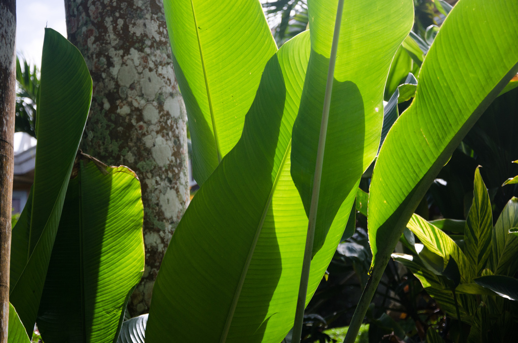 Leaves and shadow