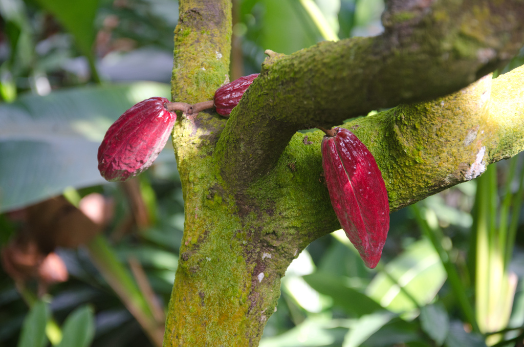 Cocoa
