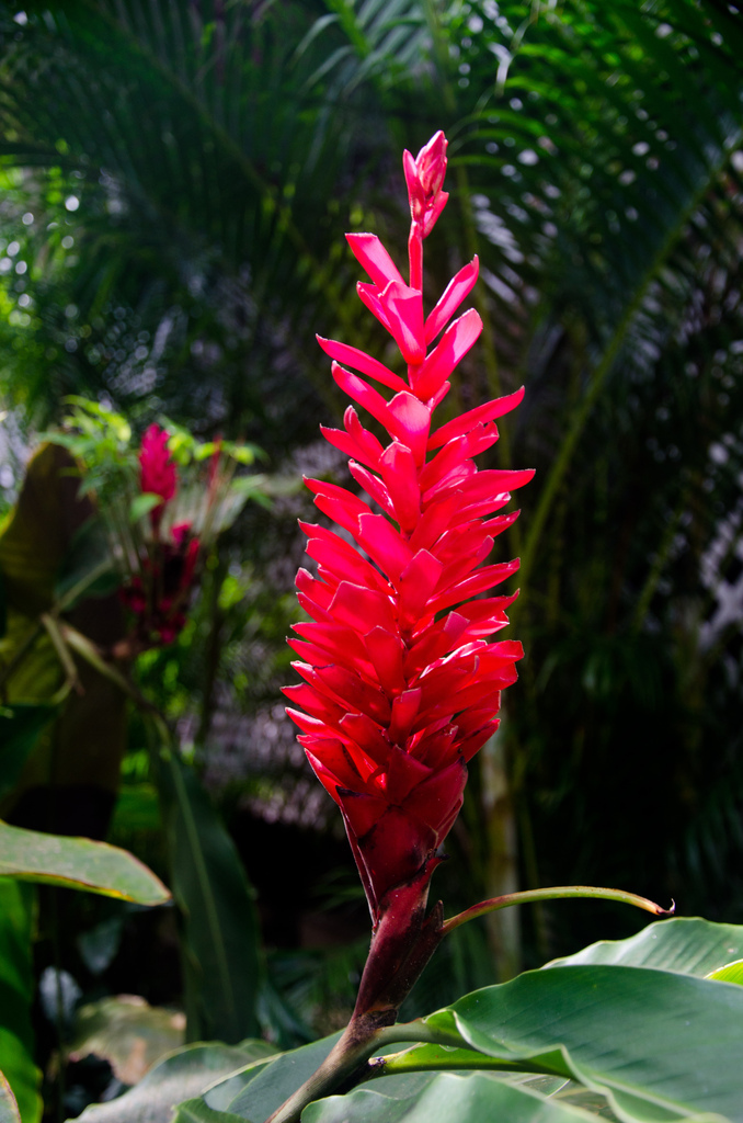 Flowers Flowers