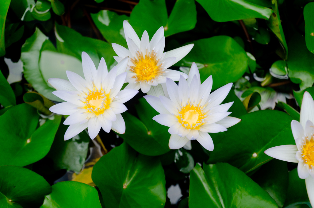 Flowers