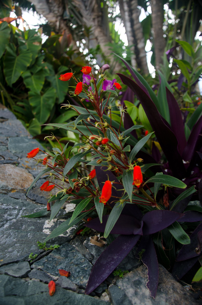 Flowers Flowers