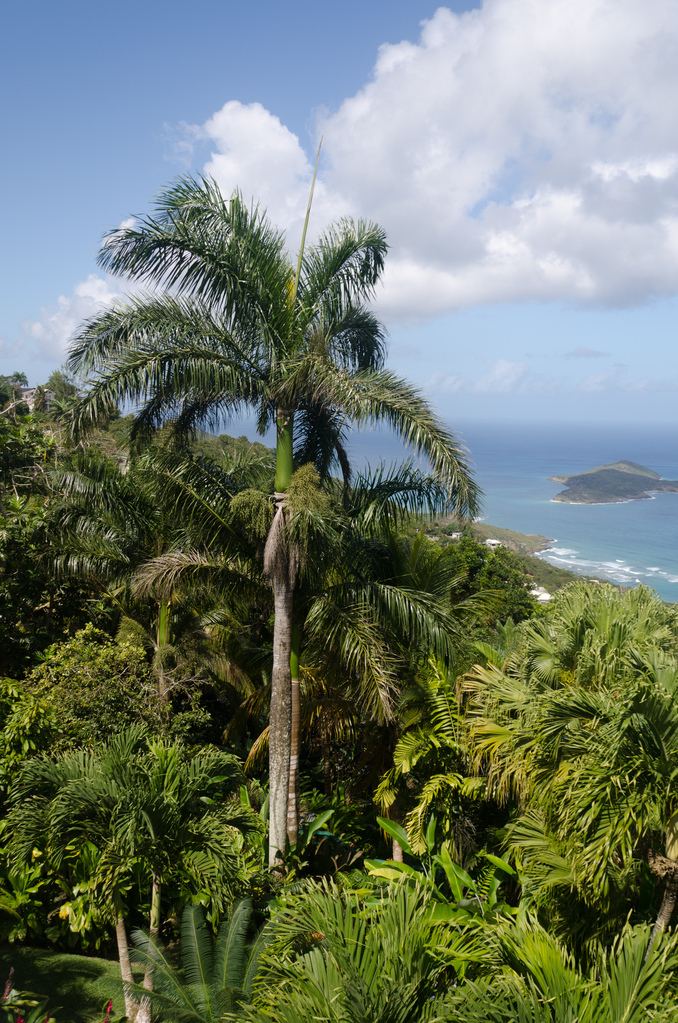 Royal Palm Royal Palm