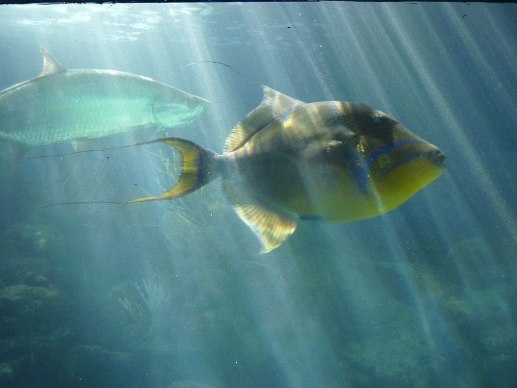 Royal triggerfish