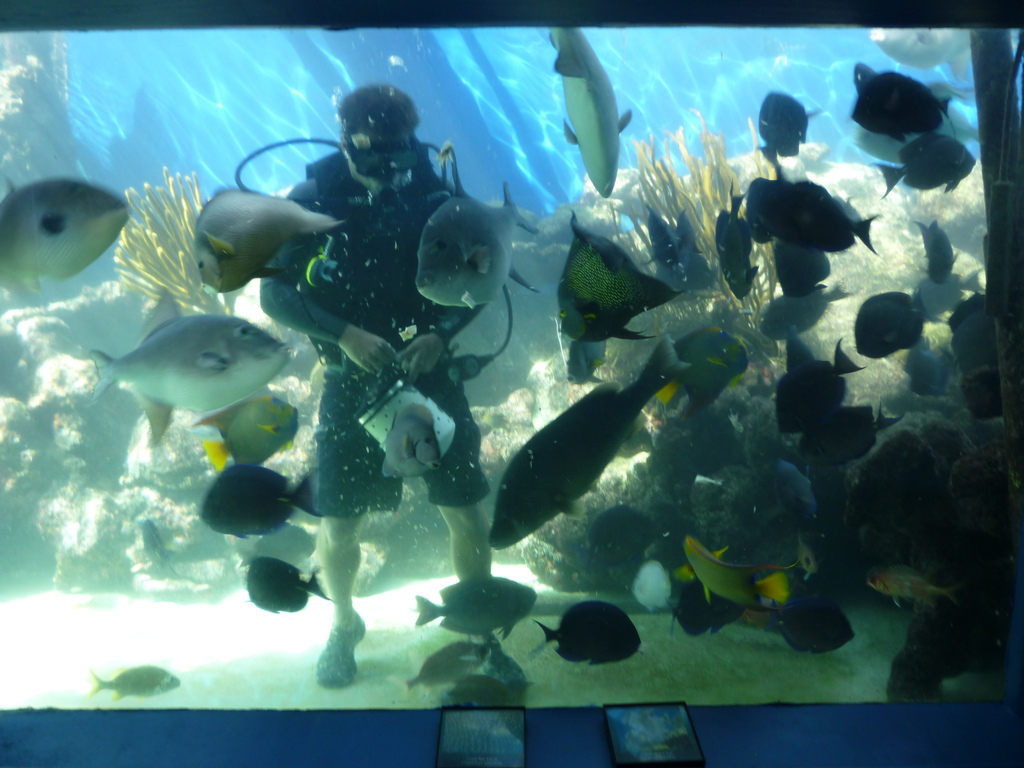 Feeding the fish