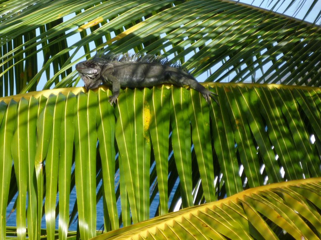 Iguana