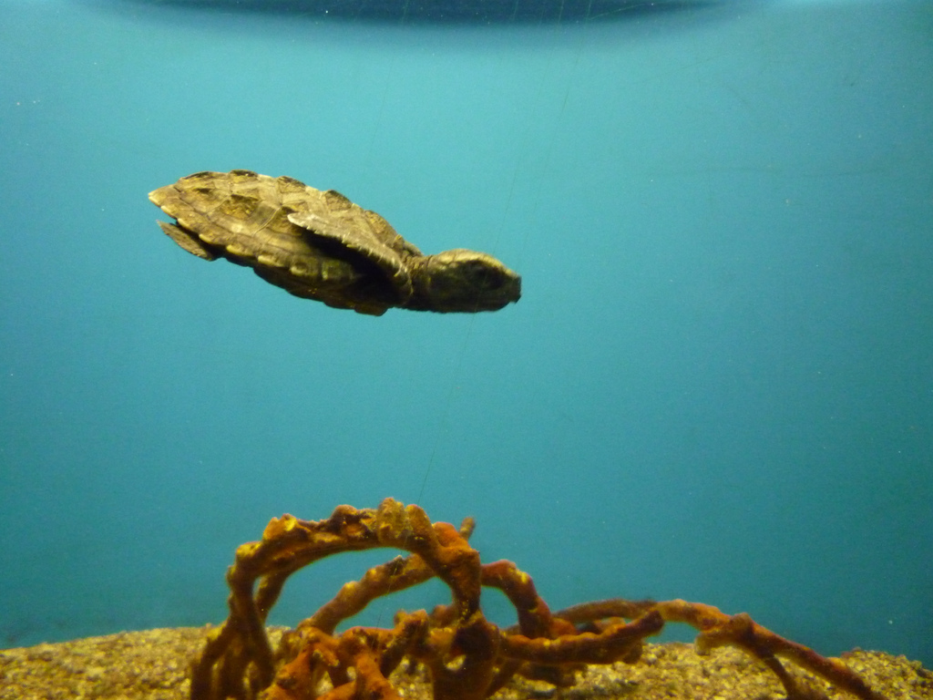 Baby turtle