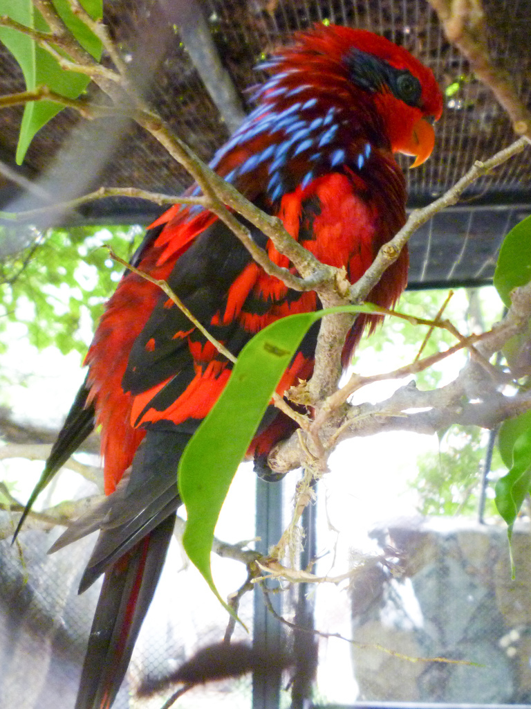 Bird