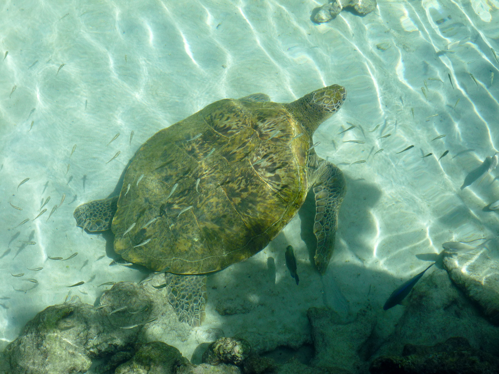Sea turtle
