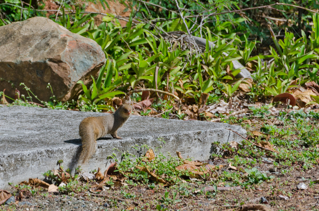 Mongoose