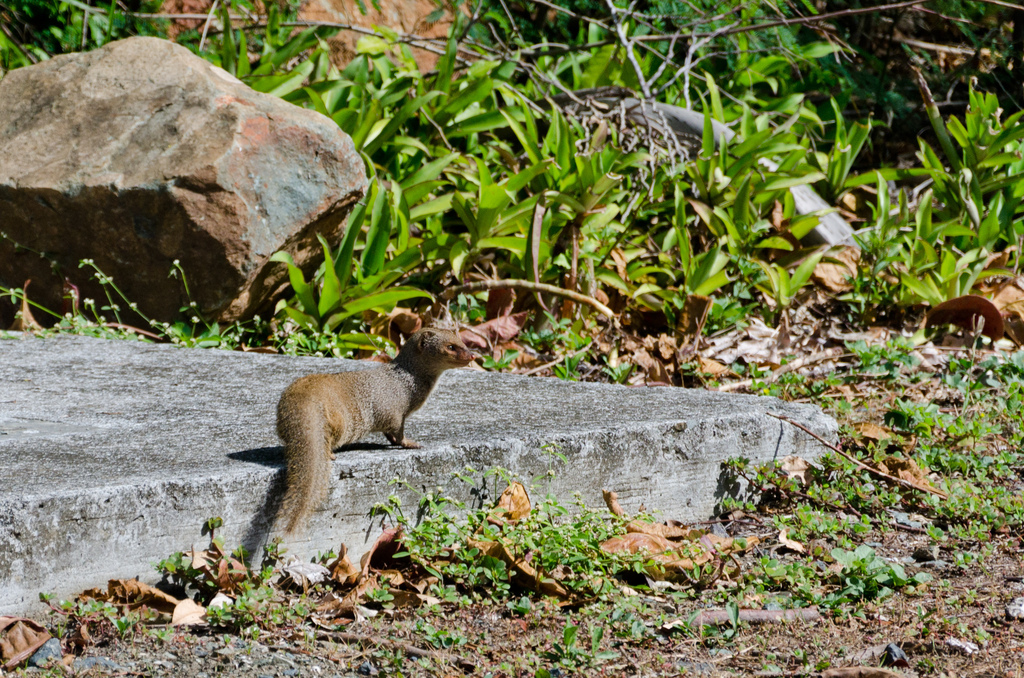 Mongoose