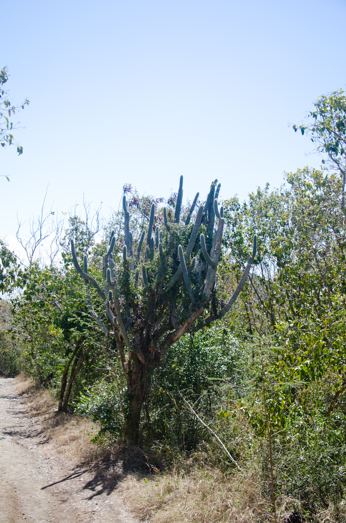 Cactus Cactus