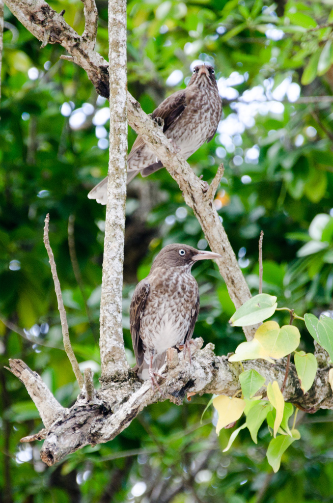 Birds Birds
