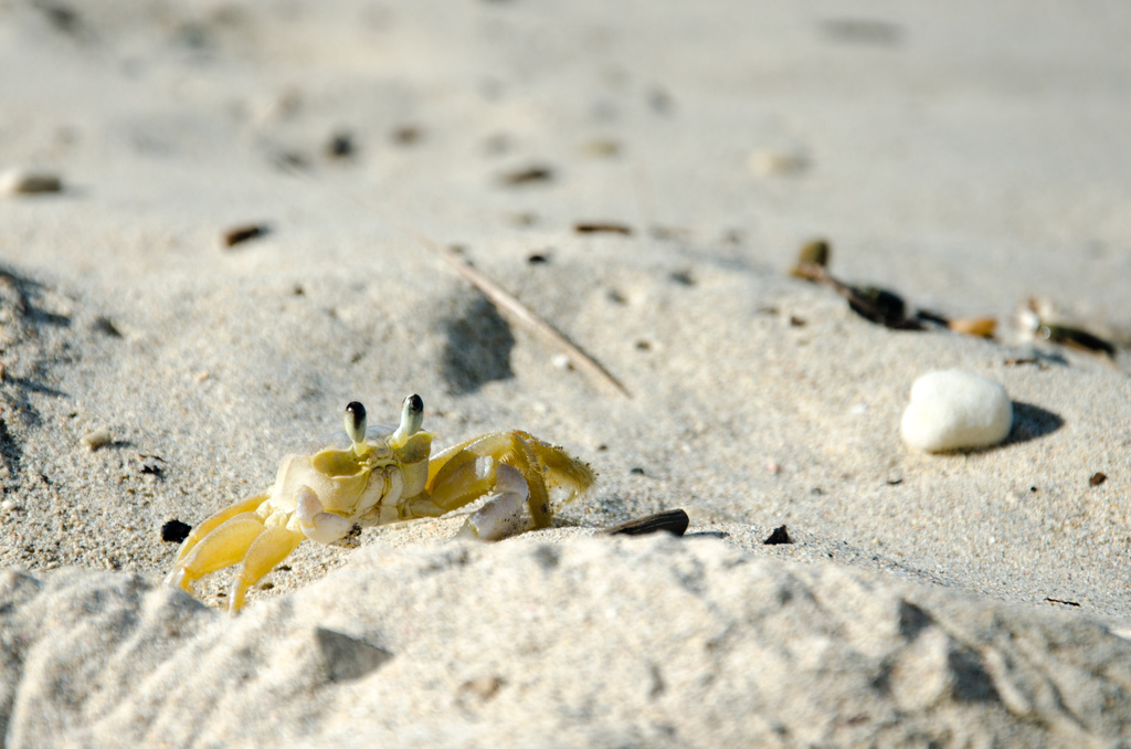 Crab