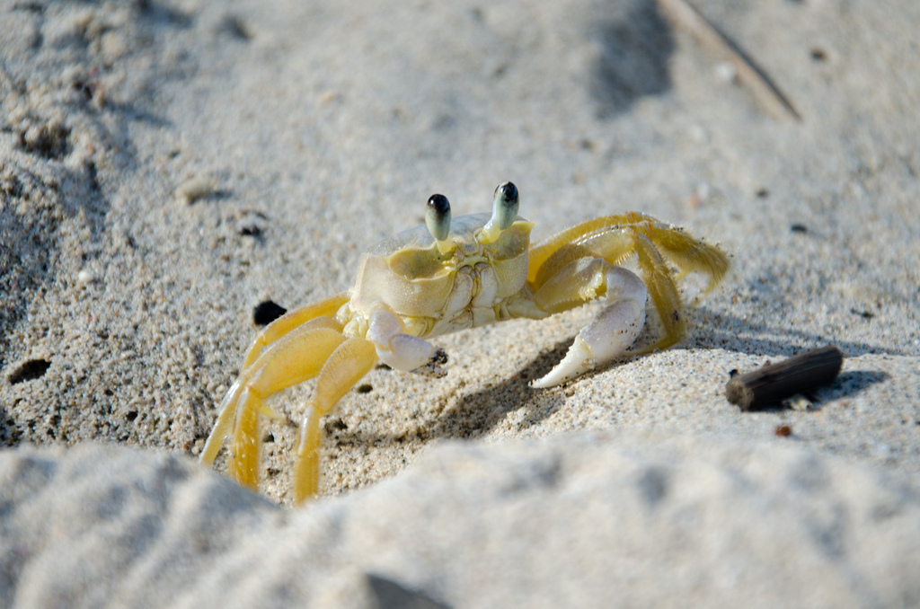 Crab