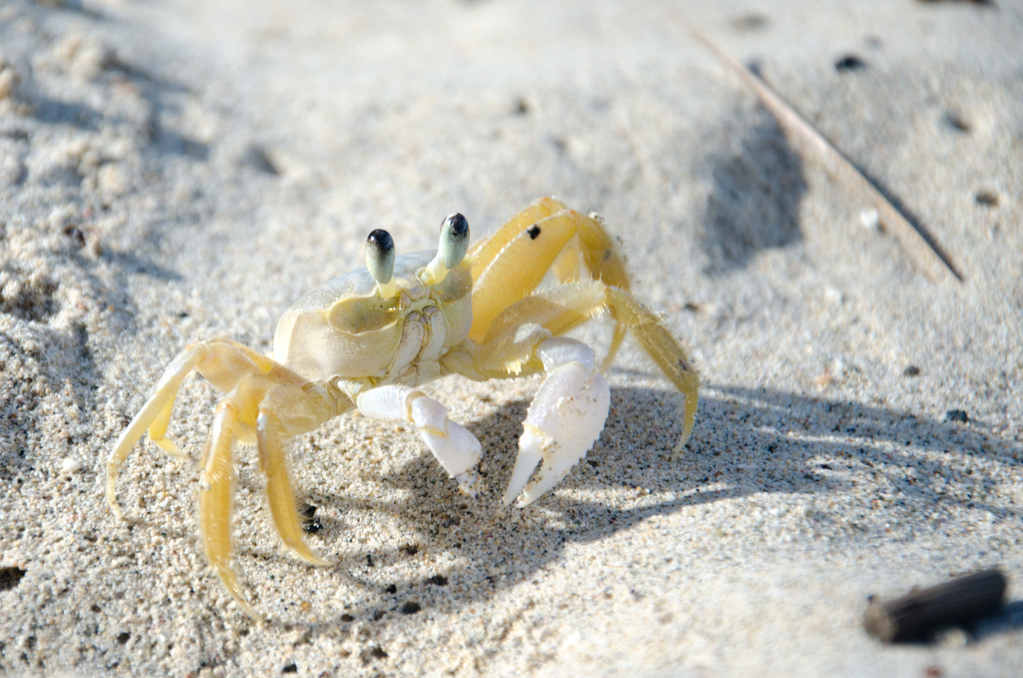 Crab