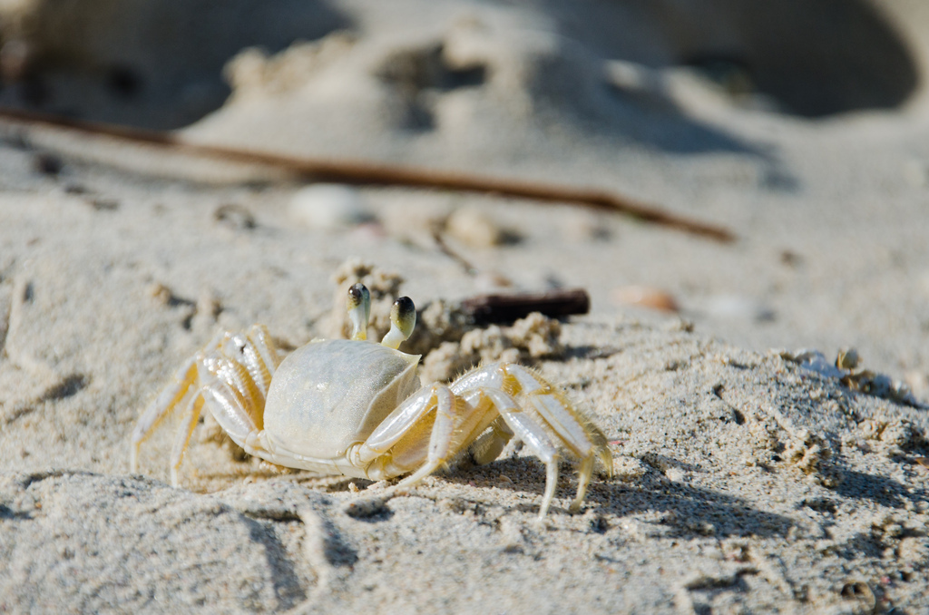 Crab back