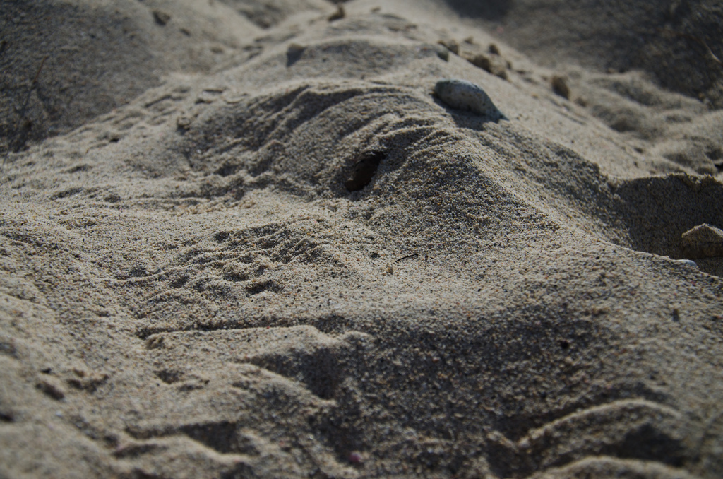 Crab tracks