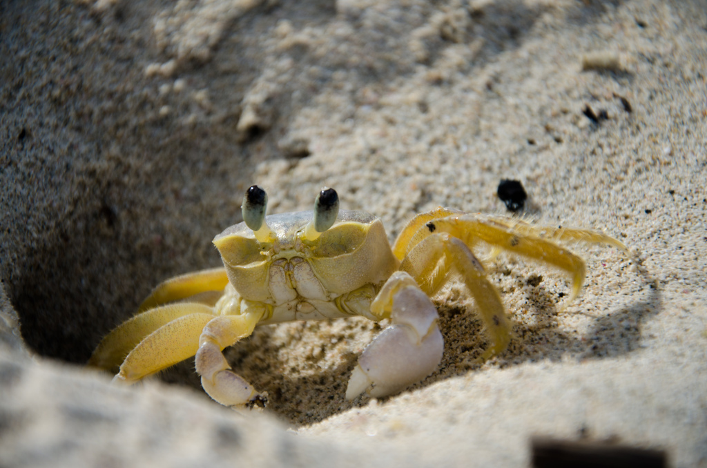 Crab