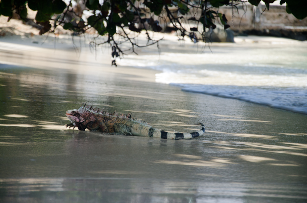 Surf iguana