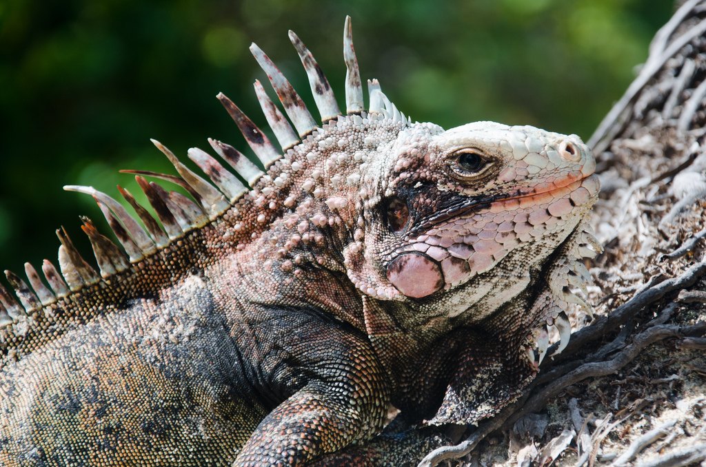 Iguana