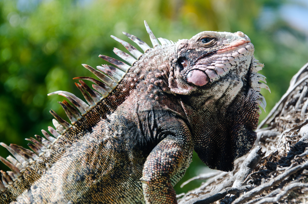 Iguana