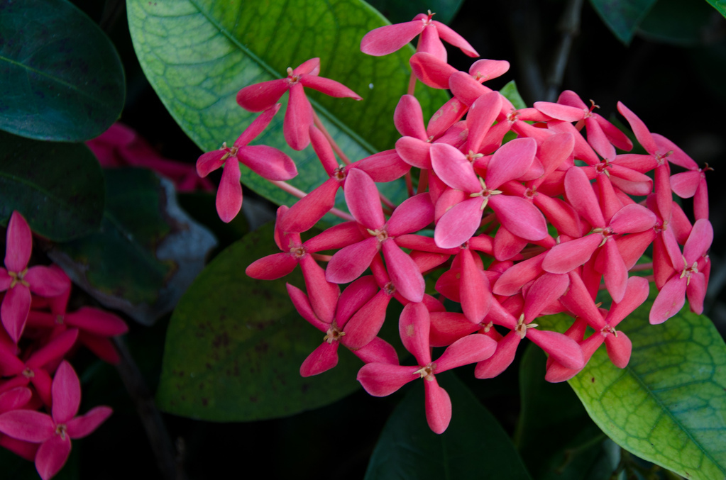 Flowers