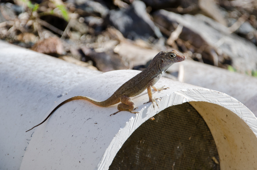 Lizard
