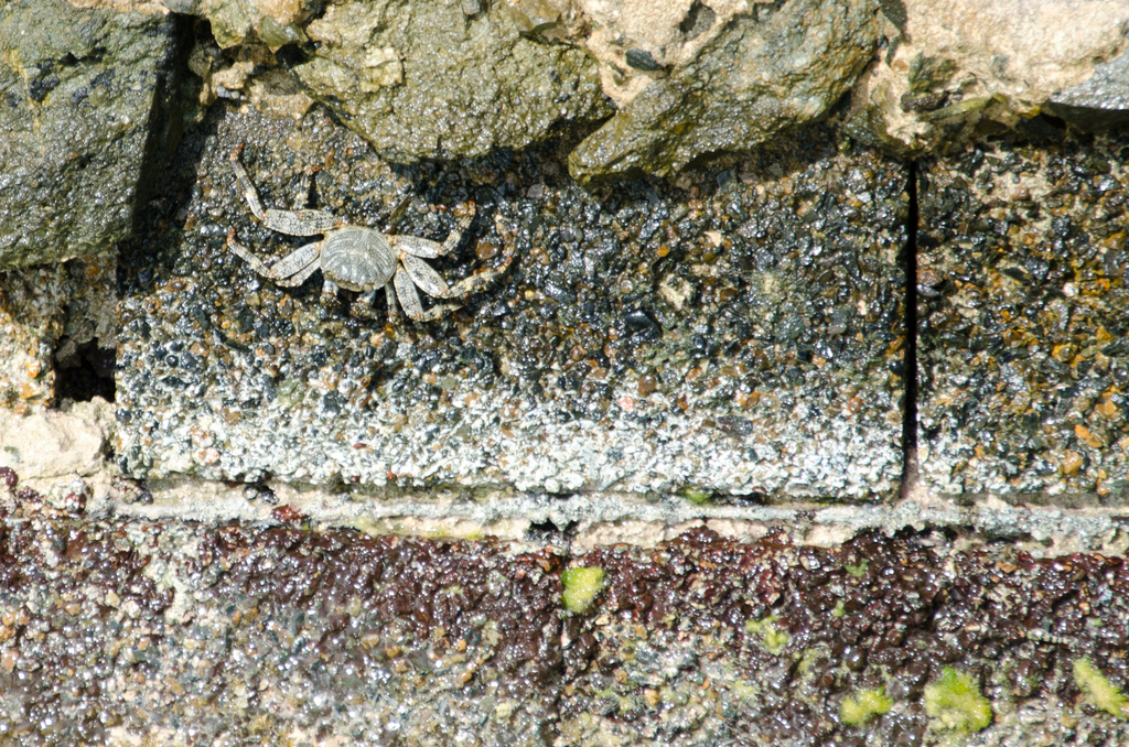 Crab