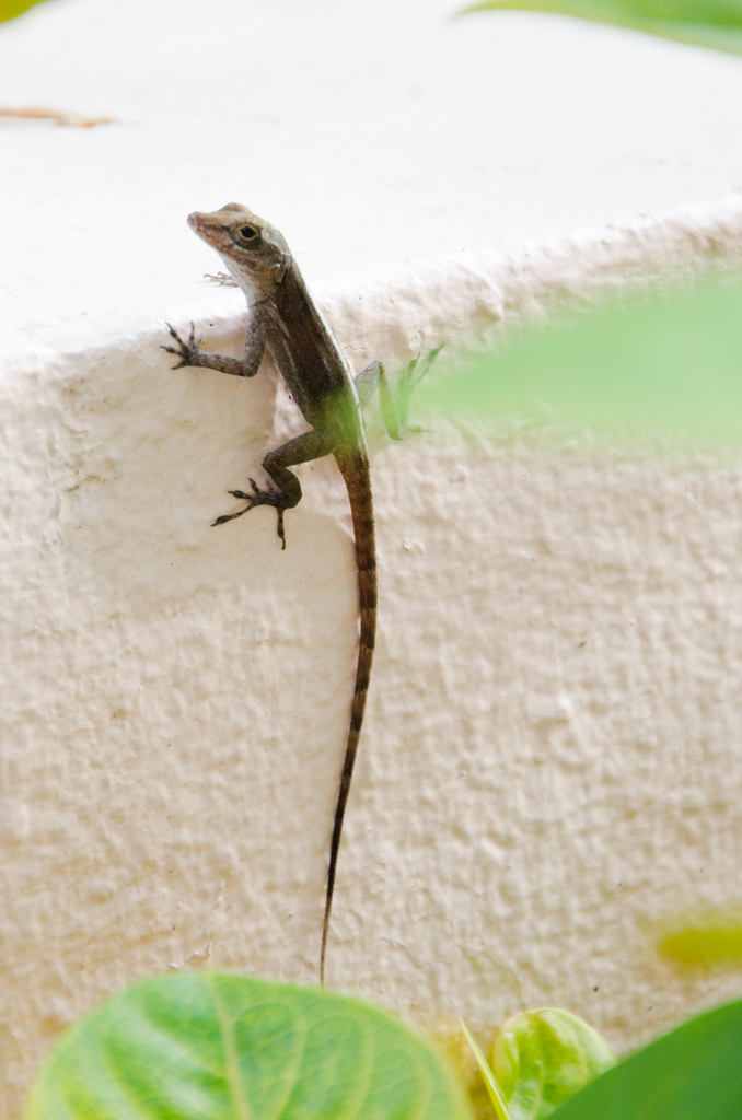 Lizard Lizard