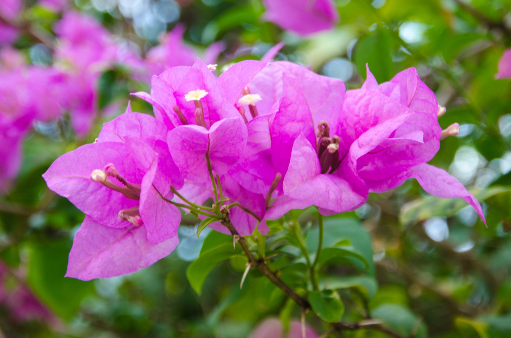 Flowers