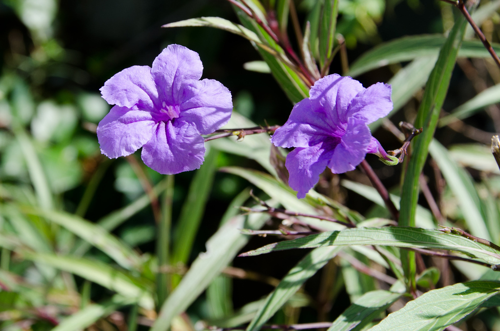 Flowers
