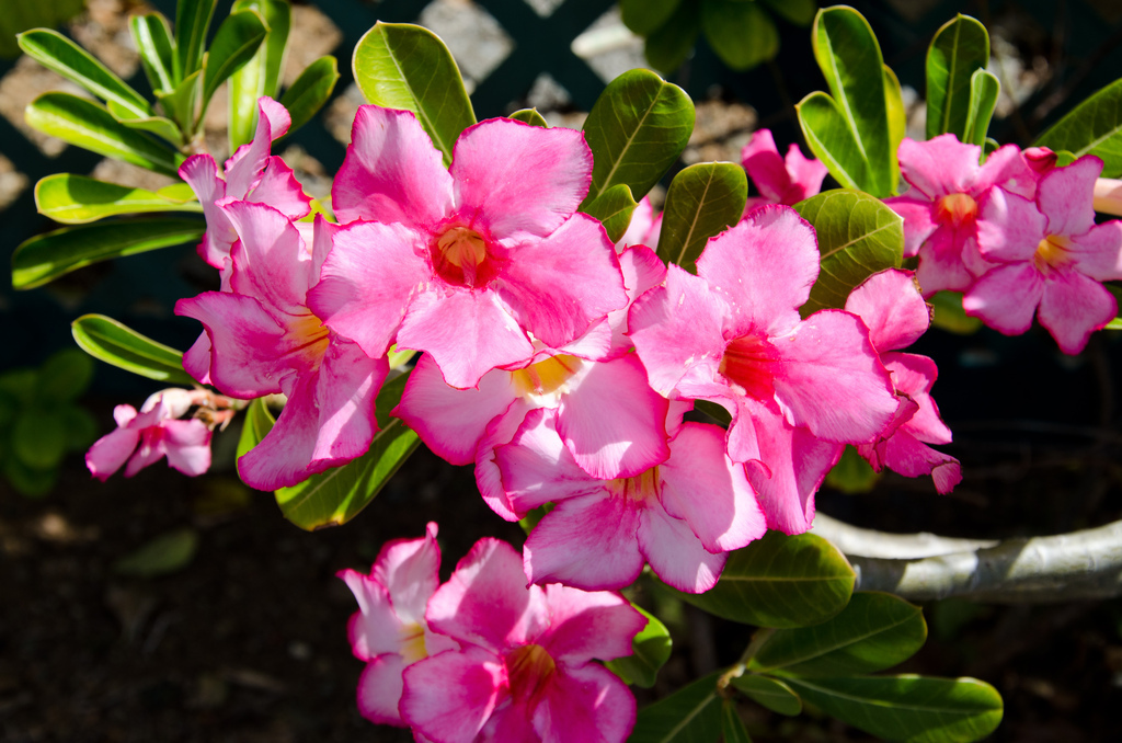 Flowers
