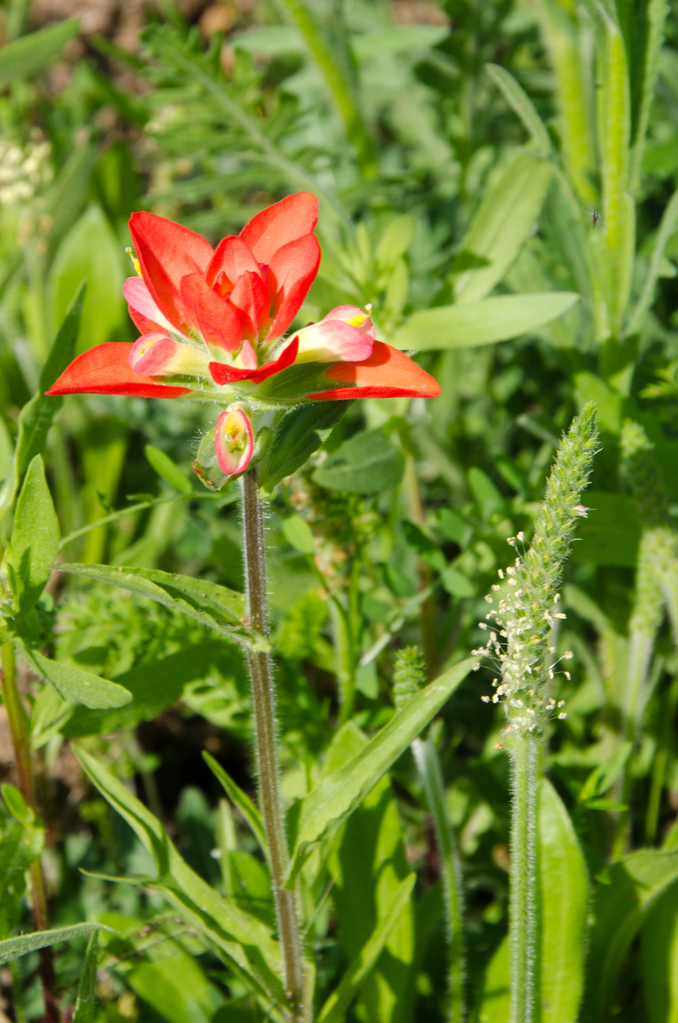 Indian paintbrush Indian paintbrush
