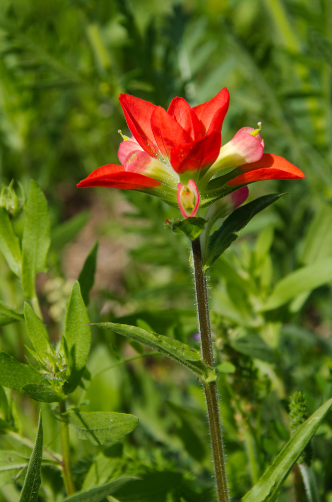 Indian paintbrush