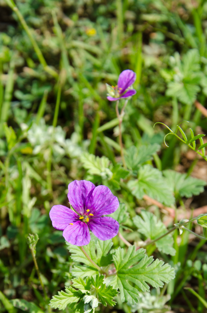 Flowers