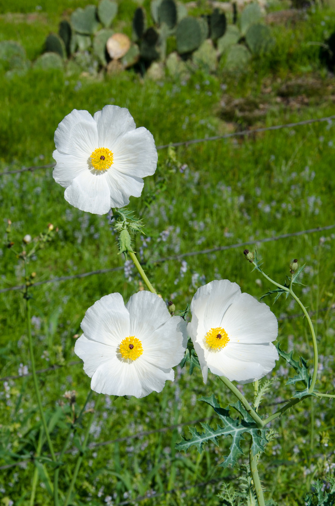 Prickly poppy Prickly poppy