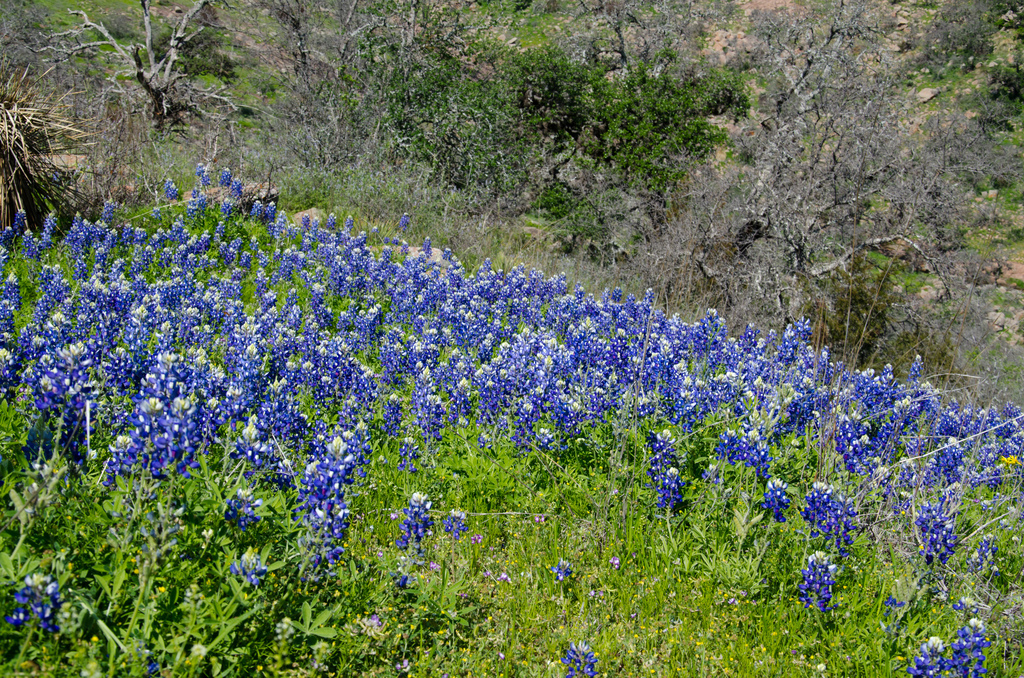 Bluebonnets