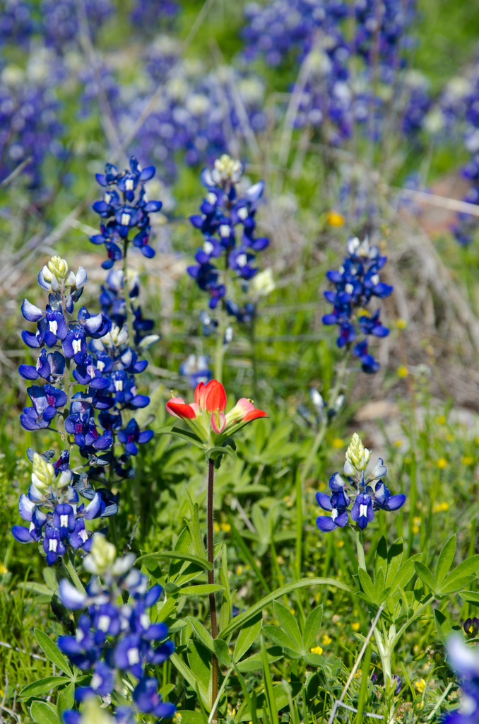 Indian paintbrush with bluebonnets
