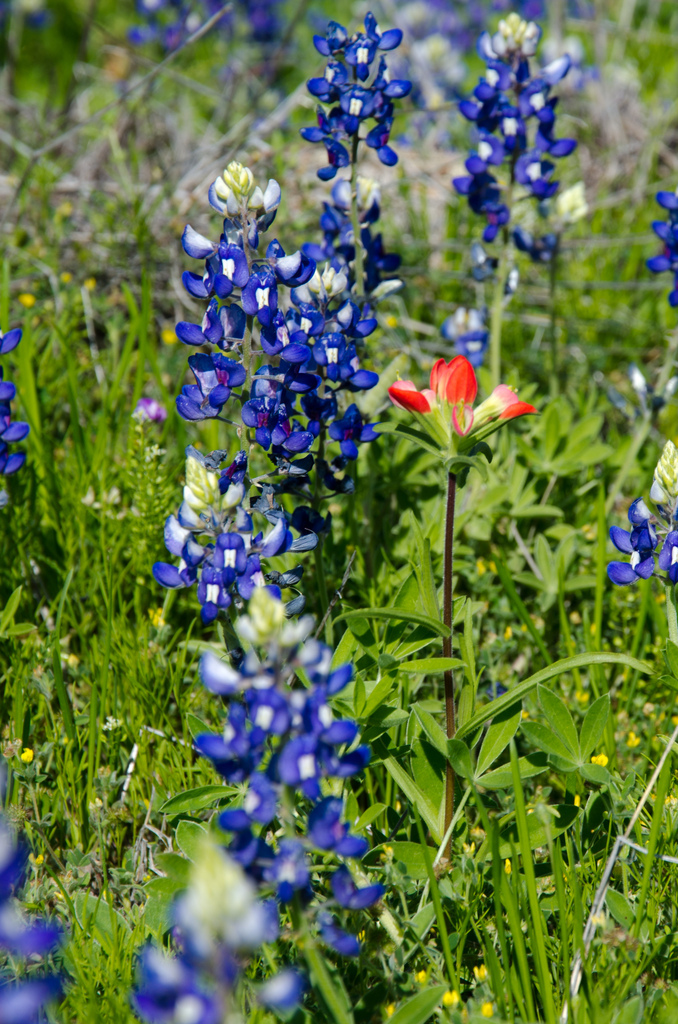 Indian paintbrush with bluebonnets Indian paintbrush with bluebonnets