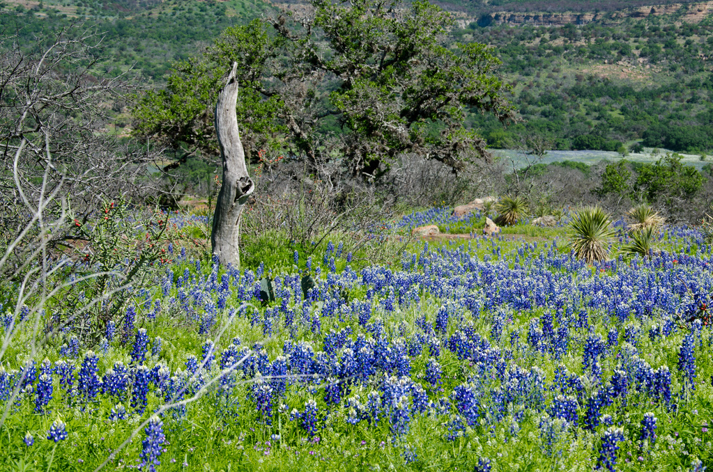 Bluebonnets Bluebonnets