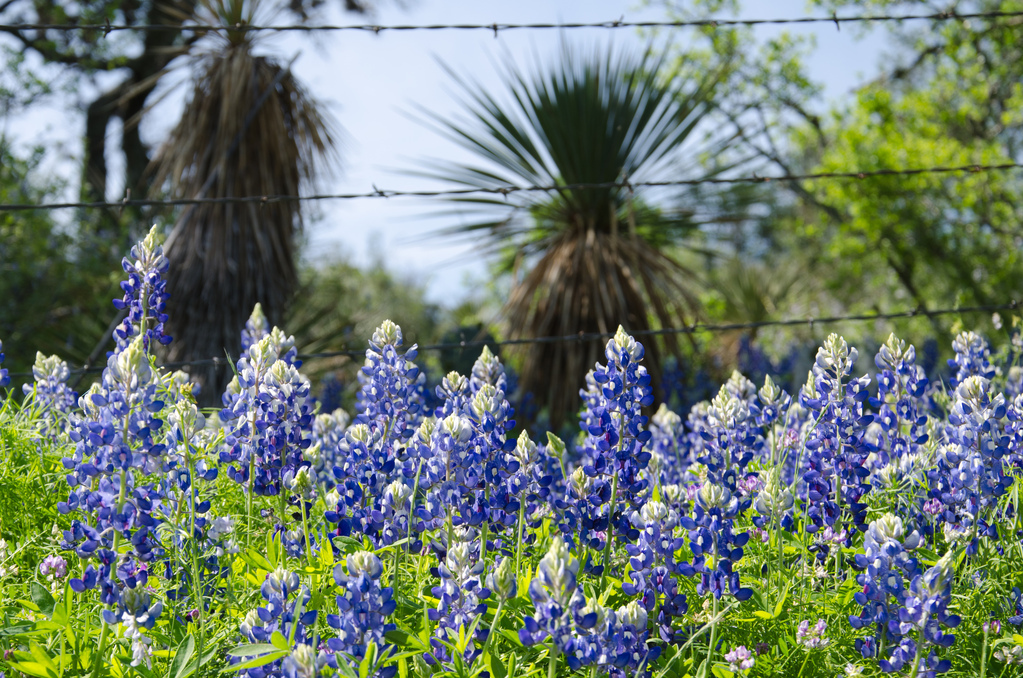 Bluebonnets Bluebonnets