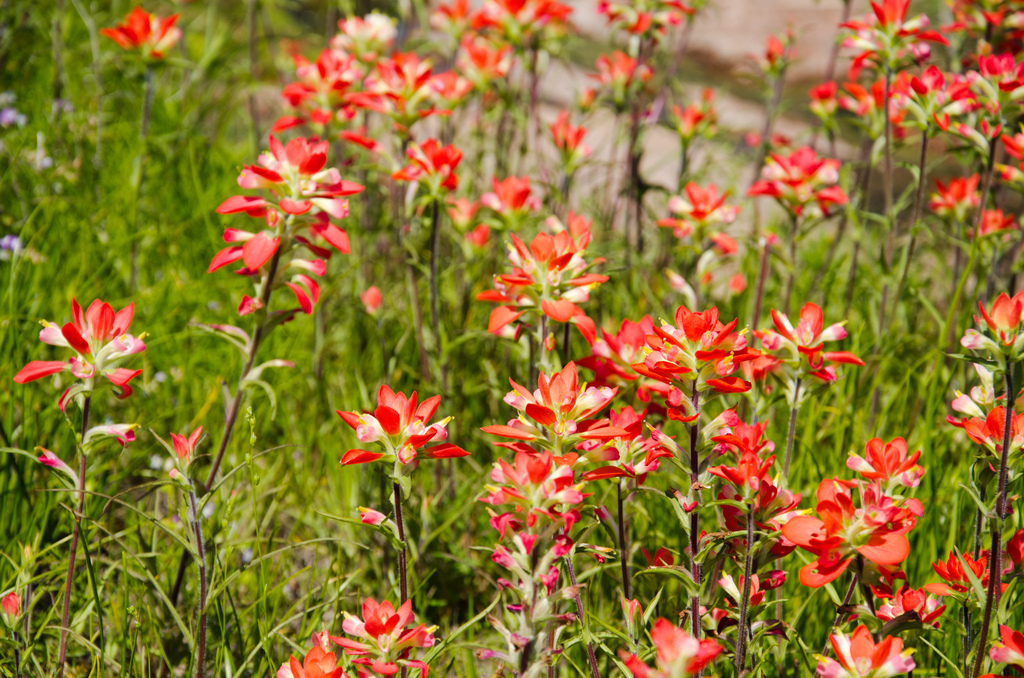 Indian paintbrushes Indian paintbrushes
