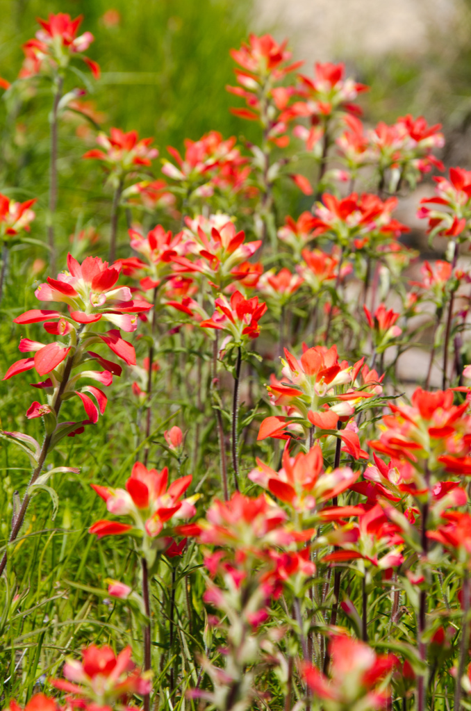 Indian paintbrushes Indian paintbrushes